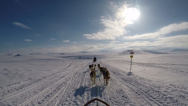 Lessons from the Arctic: Dog Sledding in Norway