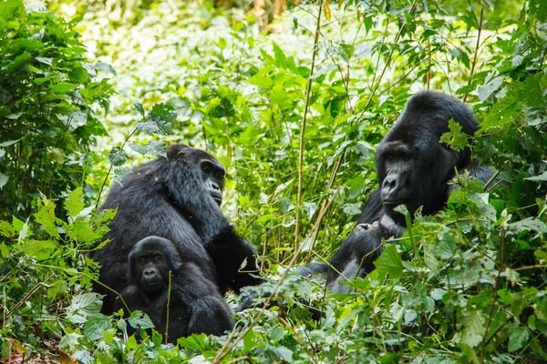 Why There’s More to Rwanda Than Tracking Gorillas